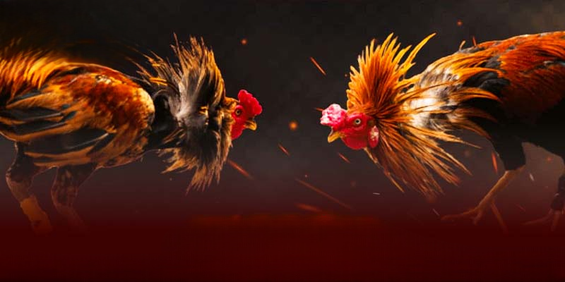 Đá Gà 123WIN – Thánh Địa Những Màn So Tài Đẳng Cấp